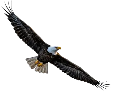 A bald eagle in flight with its wings outstretched, seen from below and slightly to the side.